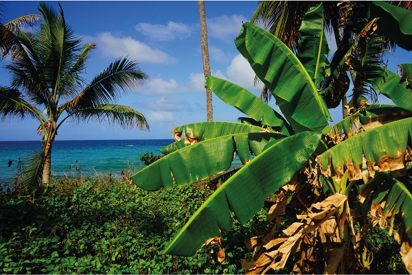 Banana and plantain leaves are used as a surface and packaging material for assorted foods in rural communities. San Andr&eacute;s, Colombia.