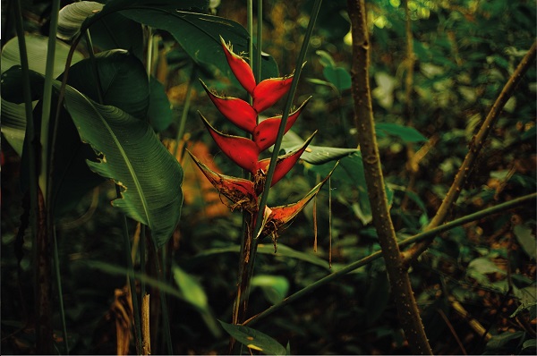 Bijao plants (Calathea panamensis), also known as Heliconia Bihai. Bijao leaves are used as a natural package for assorted traditional foods. Cali, Colombia.
