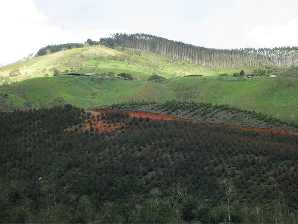 Monocultivos de pino y eucalipto, deforestación, erosión del suelo y ganadería en ladera. Municipio de Dagua